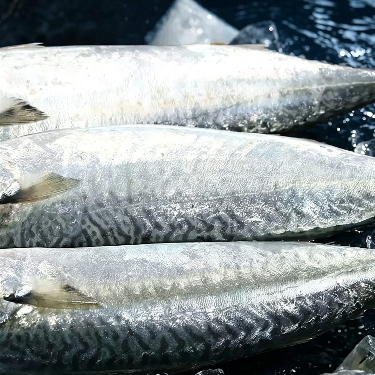 Fresh Frozen Whole Mackerel