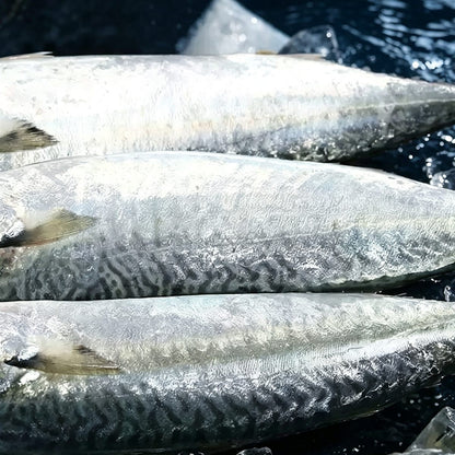 Fresh Frozen Whole Mackerel