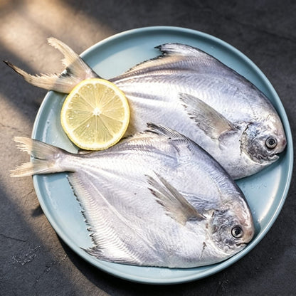 Frozen Silver Pomfret, White Pomfret, Deep Sea Fish 500g